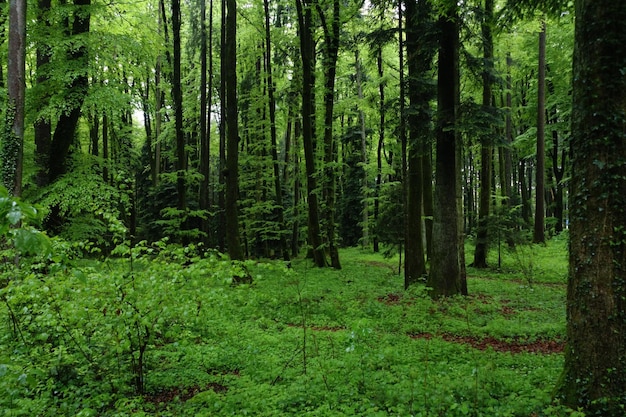 Foto vista panorâmica da floresta