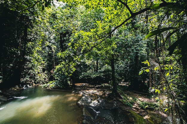 Foto vista panorâmica da floresta