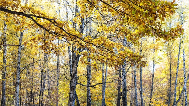 Vista panorâmica da folhagem de carvalho e bosque de bétulas