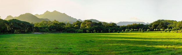 Vista panorâmica da grama e da floresta