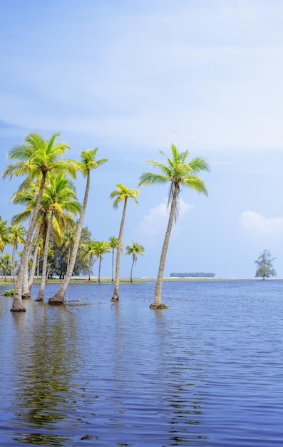 Vista panorâmica da ilha tropical com coqueiros e lindo dia