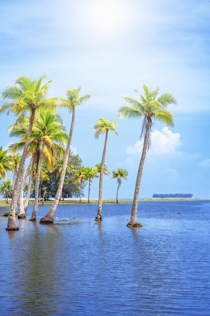 Vista panorâmica da ilha tropical com coqueiros e lindo dia