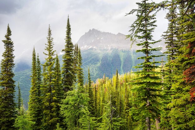 Vista panorâmica da montanha nas Montanhas Rochosas canadenses