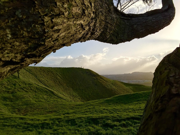 Vista panorâmica da paisagem com árvore em primeiro plano