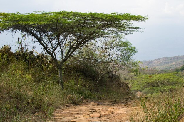 Vista panorâmica da paisagem contra o céu