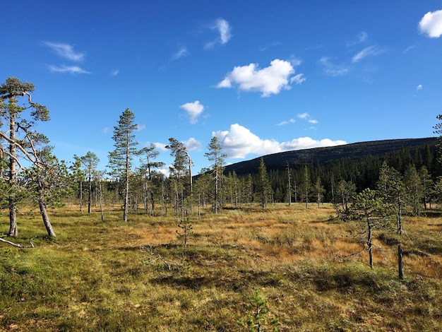 Vista panorâmica da paisagem contra o céu