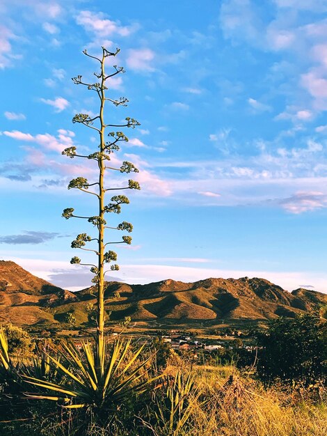 Foto vista panorâmica da paisagem contra o céu