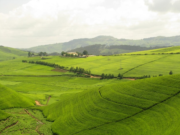 Vista panorâmica da paisagem da plantação de chá contra o céu