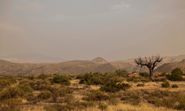 Foto vista panorâmica da paisagem de oliveira morta no deserto de tarbenas, almeria, espanha, contra o céu