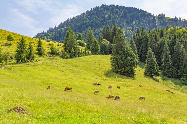 Vista panorâmica da paisagem verde