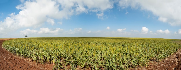 Vista panorâmica da plantação de sorgo em um dia ensolarado no Brasil.