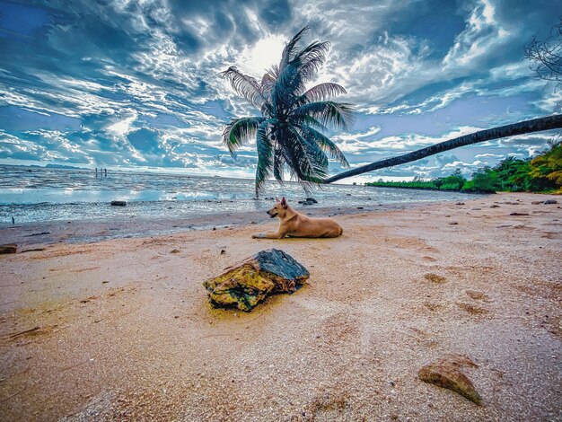 Foto vista panorâmica da praia contra o céu