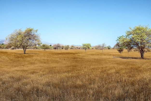 Vista panorâmica da savana