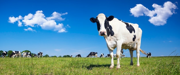 Foto vista panorâmica da vaca preta e branca na grama verde