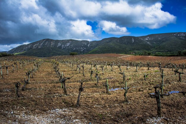 Vista panorâmica da vinha contra o céu