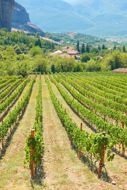 Vista panorâmica da vinha - Terreno rural