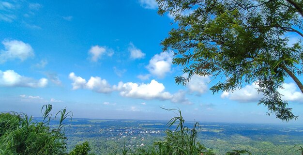 Vista panorâmica das árvores sob a luz do sol e um céu nublado