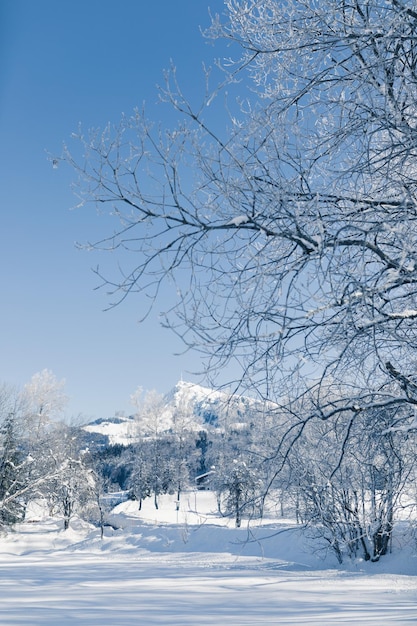 Vista panorâmica de árvores cobertas de neve contra o céu