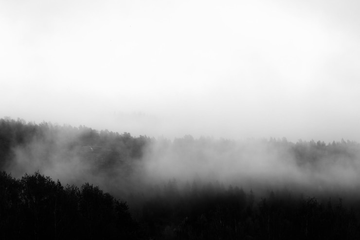 Foto vista panorâmica de árvores contra o céu durante o tempo neblinho
