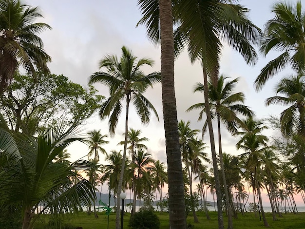 Vista panorâmica de árvores contra o céu
