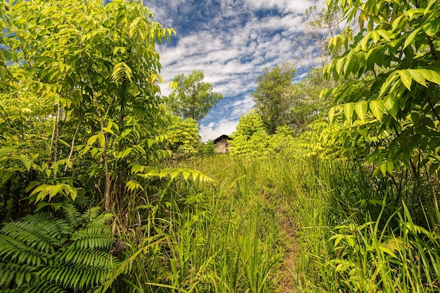 Foto vista panorâmica de árvores crescendo no campo contra o céu