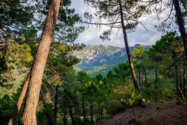 Foto vista panorâmica de árvores e montanhas