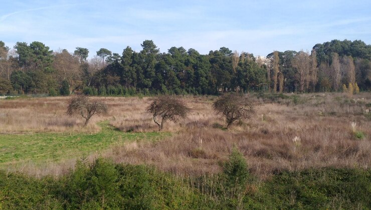 Foto vista panorâmica de árvores no campo contra o céu