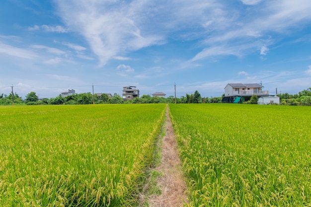 Foto vista panorâmica de belos campos de arroz