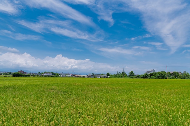 Vista panorâmica de belos campos de arroz