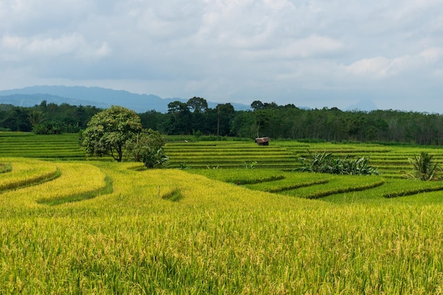 Vista panorâmica de campos de arroz e montanhas amareladas em um dia ensolarado em uma vila na Indonésia