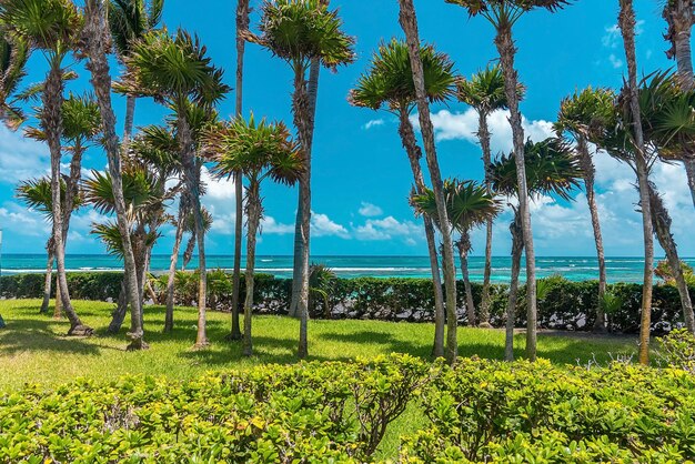 Vista panorâmica de coco e palmeiras no jardim em frente a bela vista do mar contra o céu nublado. parque público em frente ao oceano