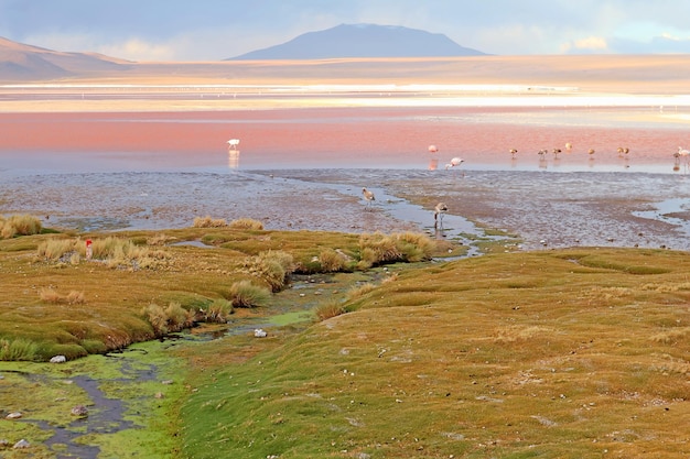 Vista panorâmica de Flamingos Flamboyance pastando em Laguna Colorada ou The Red Lagoon na Bolívia