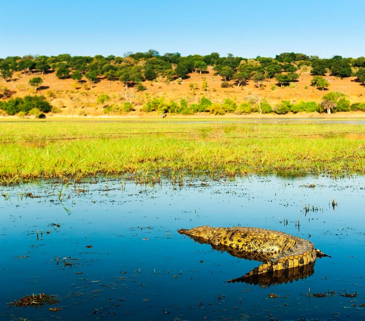 Foto vista panorâmica de folha no lago contra o céu
