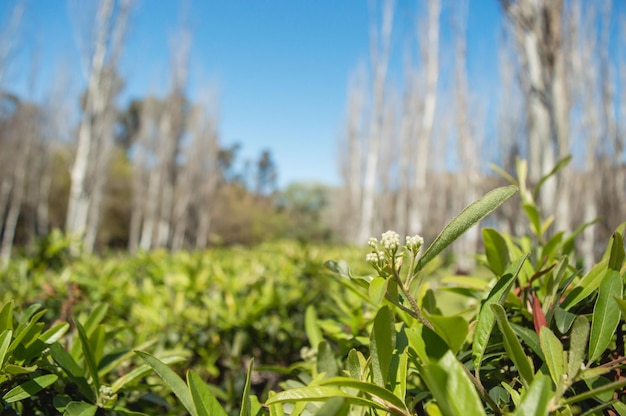 Vista panorâmica de folhas verdes em primeiro plano contra o fundo de árvores desfocadas copiam o espaço