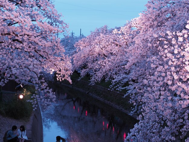 Foto vista panorâmica de galho carregado de flores sobre o canal contra o céu claro