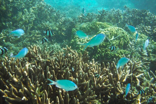 Vista panorâmica de peixes deslizando sobre um recife de coral vibrante em Tumon Beach, Guam, EUA