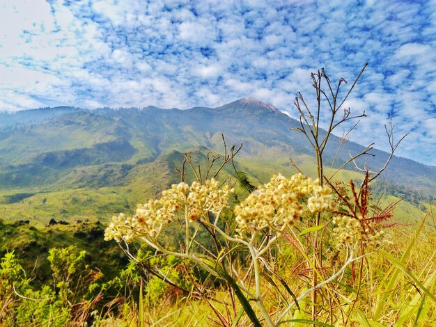 Vista panorâmica de plantas com flores no campo contra o céu