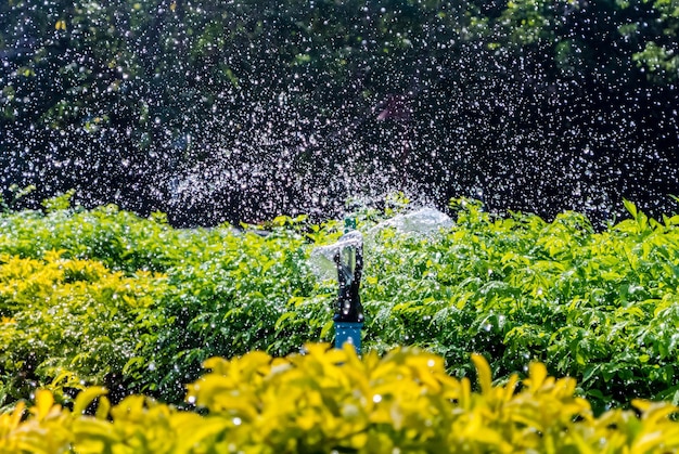 Vista panorâmica de plantas com flores no campo