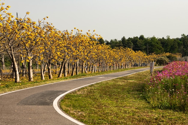 Foto vista panorâmica de plantas com flores pela estrada contra o céu