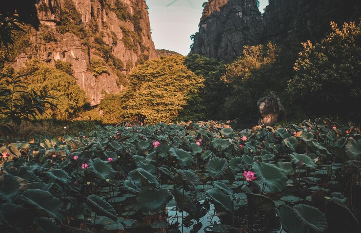 Foto vista panorâmica de plantas com flores por rochas contra a montanha