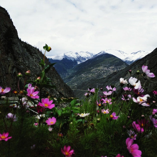 Foto vista panorâmica de rosa e montanhas contra o céu