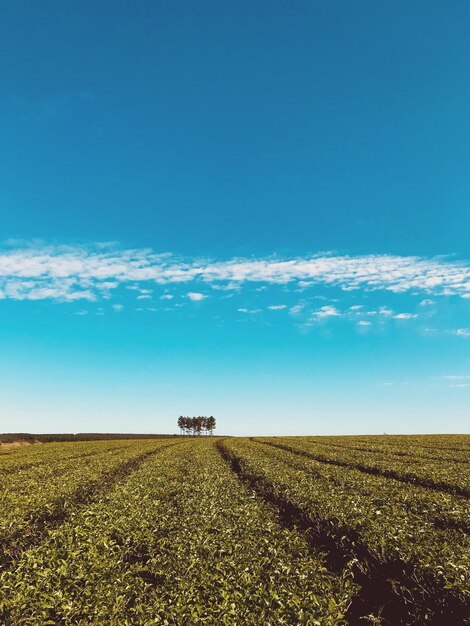 Vista panorâmica de um campo agrícola contra o céu azul