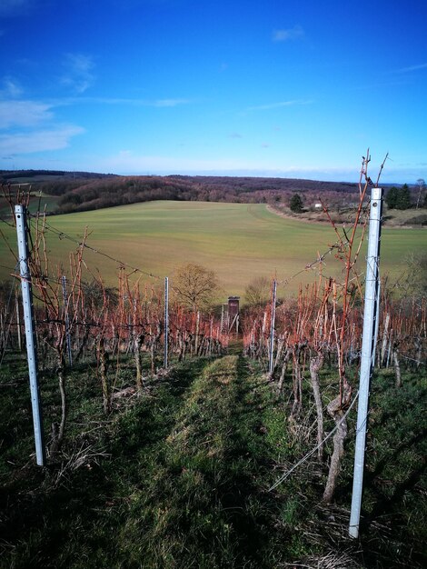 Foto vista panorâmica de um campo agrícola contra o céu azul