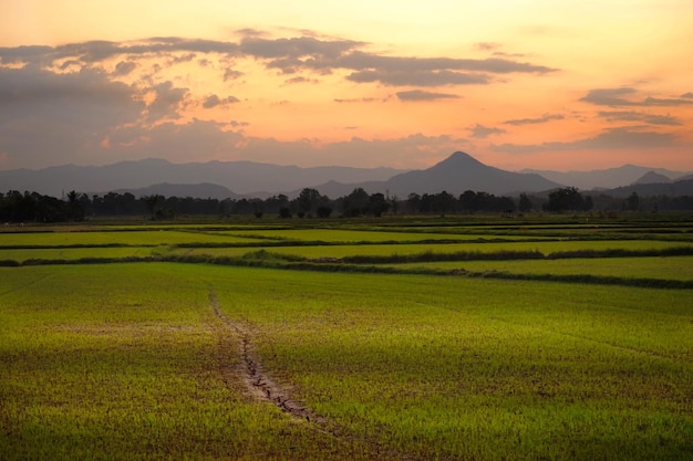 Foto vista panorâmica de um campo agrícola contra o céu durante o pôr-do-sol