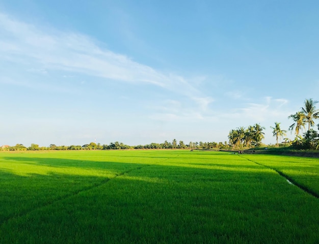 Foto vista panorâmica de um campo agrícola contra o céu