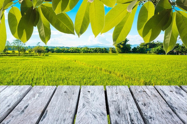 Foto vista panorâmica de um campo agrícola contra o céu