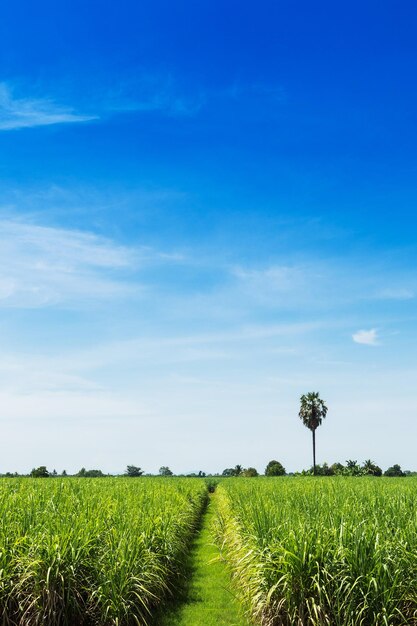 Foto vista panorâmica de um campo agrícola contra o céu