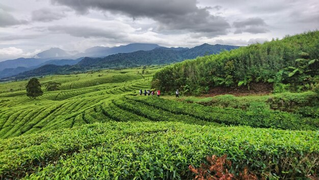 Foto vista panorâmica de um campo agrícola contra o céu