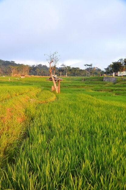 Foto vista panorâmica de um campo agrícola contra o céu