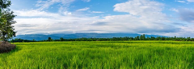 Foto vista panorâmica de um campo agrícola contra o céu